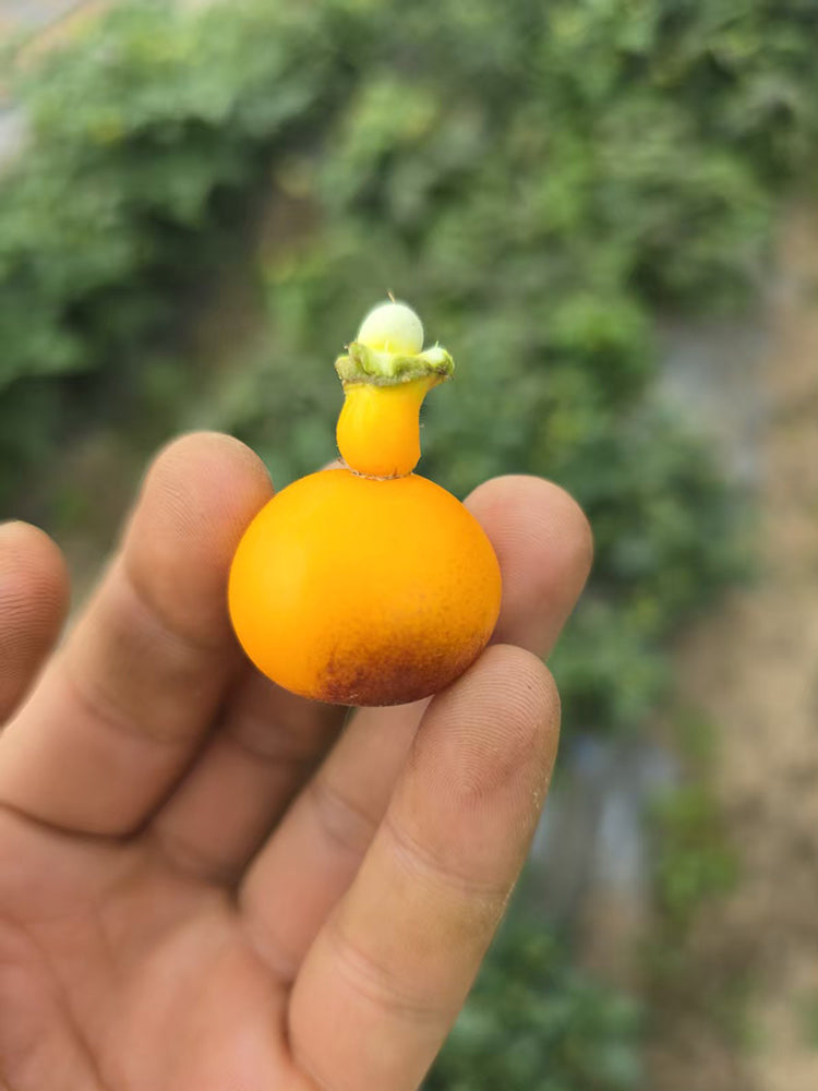 1022 Mini Yellow Inkspot Tomato