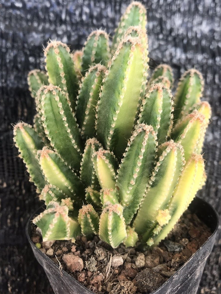 Variegated 'Fairy Castle' Live Cactus