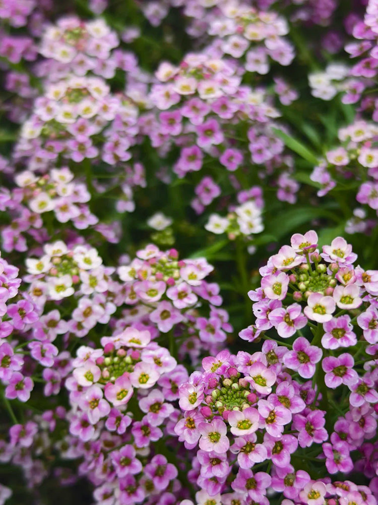Purple Sweet Alyssum