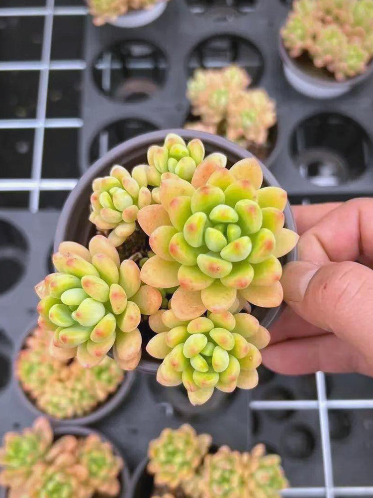 Echeveria cv. 'Shangri-La'