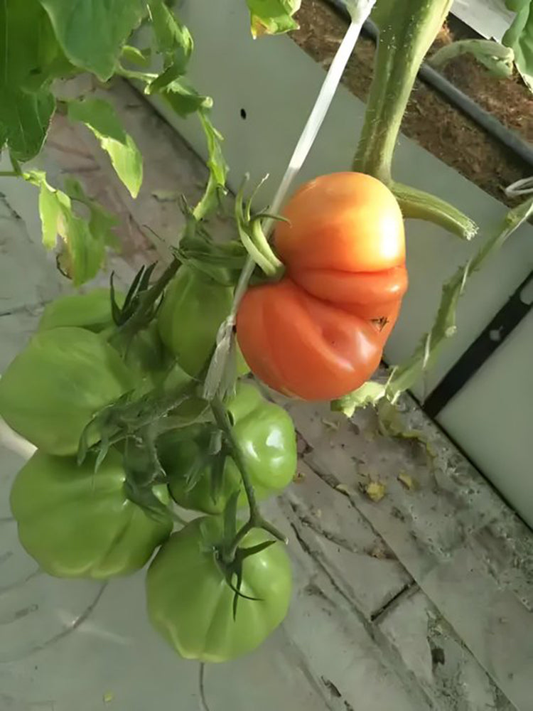 CORAZON Fleshy Tomato