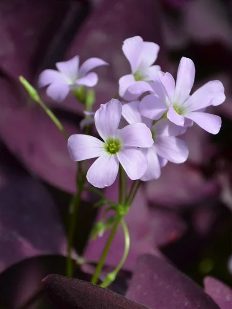 Oxalis triangularis 'Purpurea'
