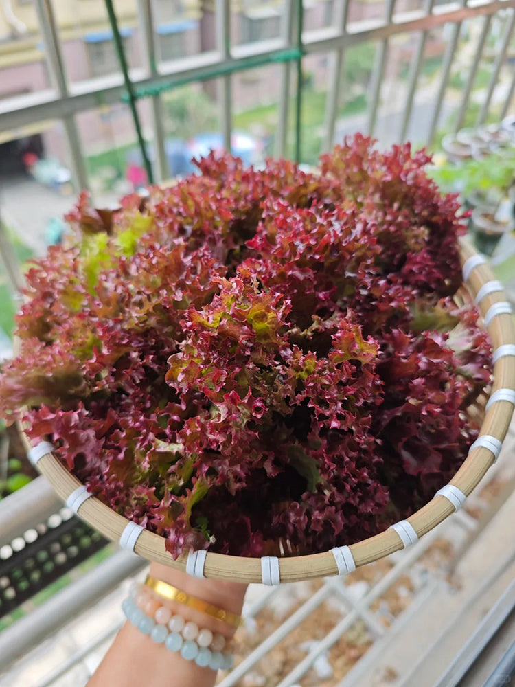 'Jinghong-1' Loose-leaf Lettuce