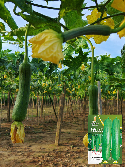 Green Superior Luffa