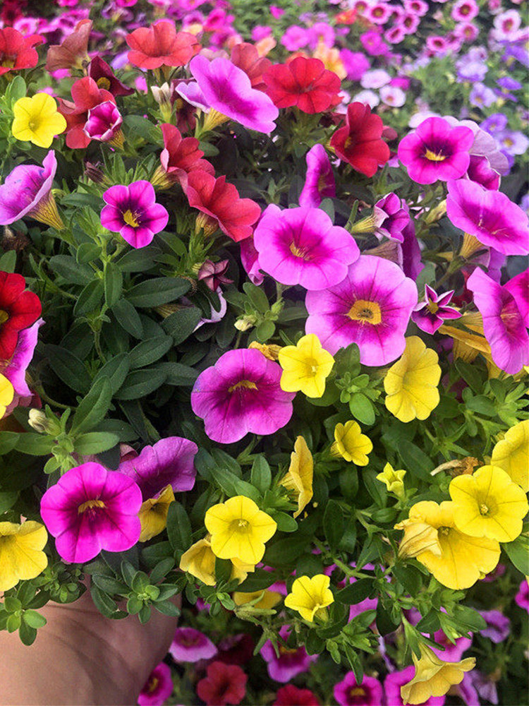 Hezhichun Mixed Color Petunia