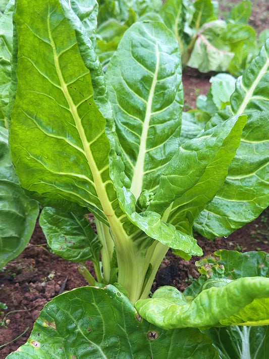 White-stemmed Leaf Beet