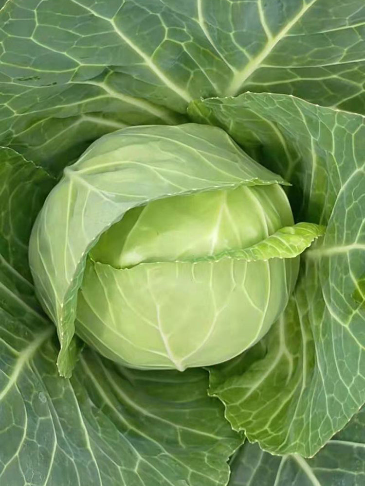 Cuixiaoluo Round Cabbage