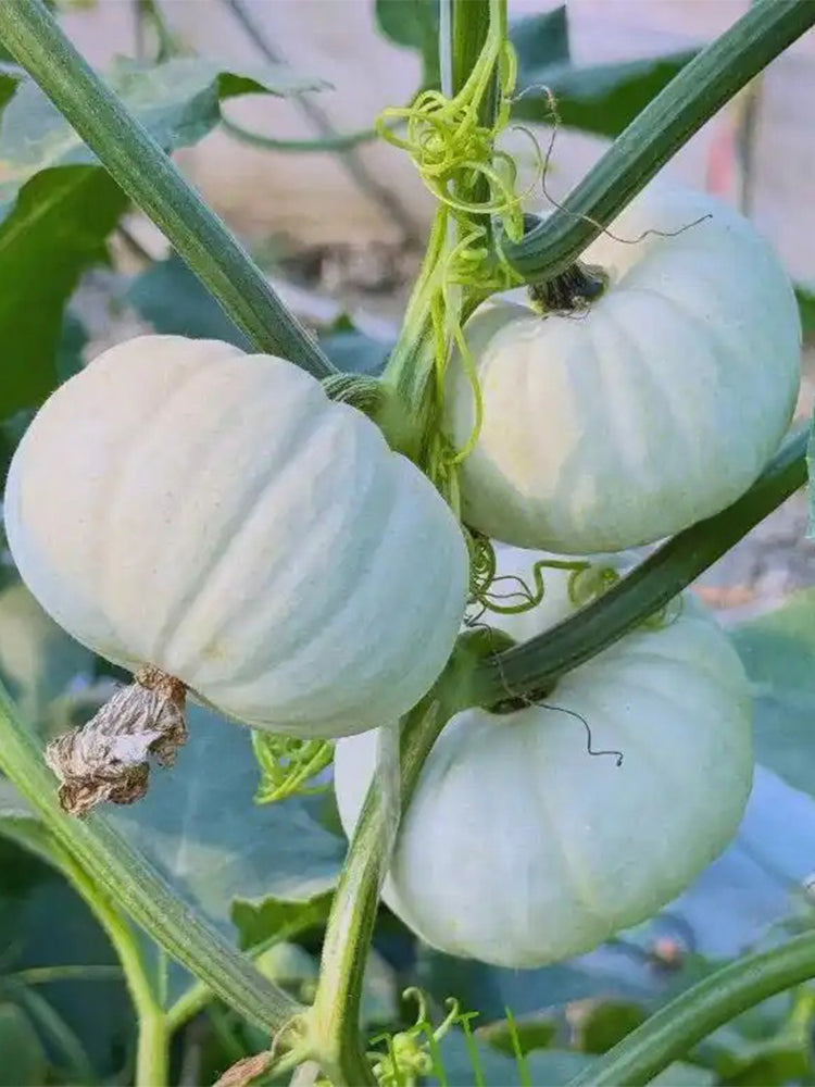 Tianzi Yubei White Baby Pumpkin