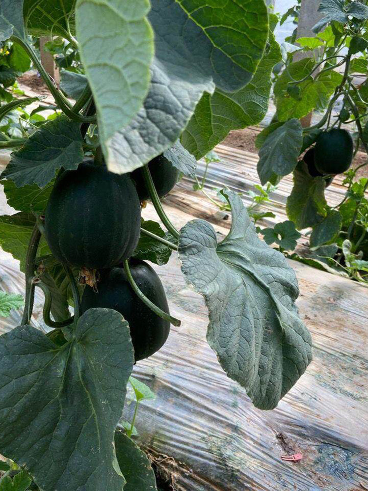 Sweet Mealy Black Skin Melon