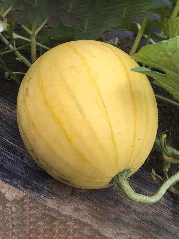 'Jinling 03 Golden' Round Watermelon