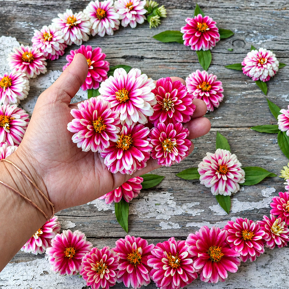 W1337 Double Zahara Raspberry Ripple Zinnia