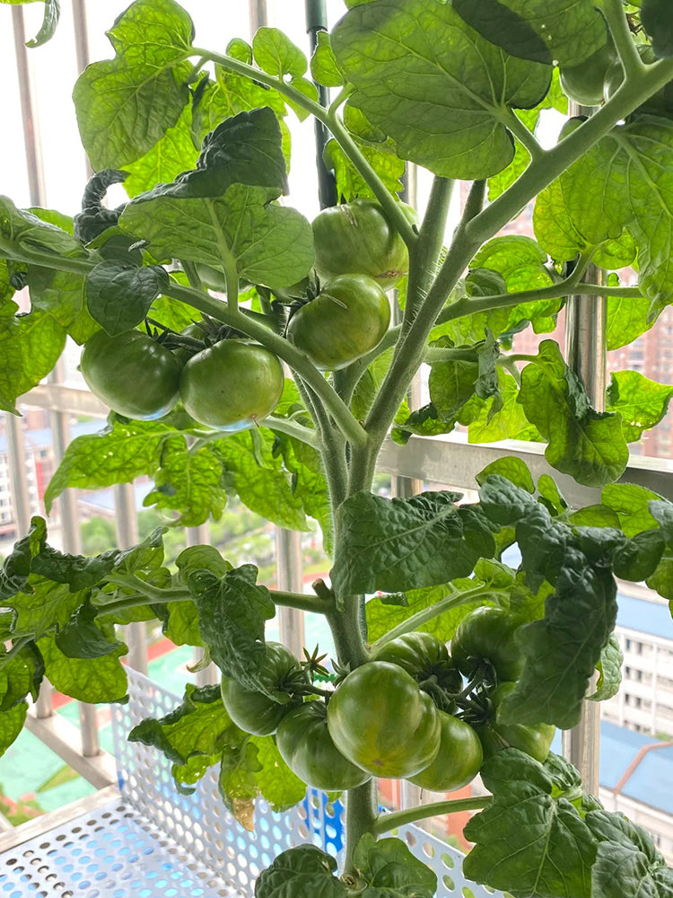 'Eden Micro Tiny No.4' Tomato