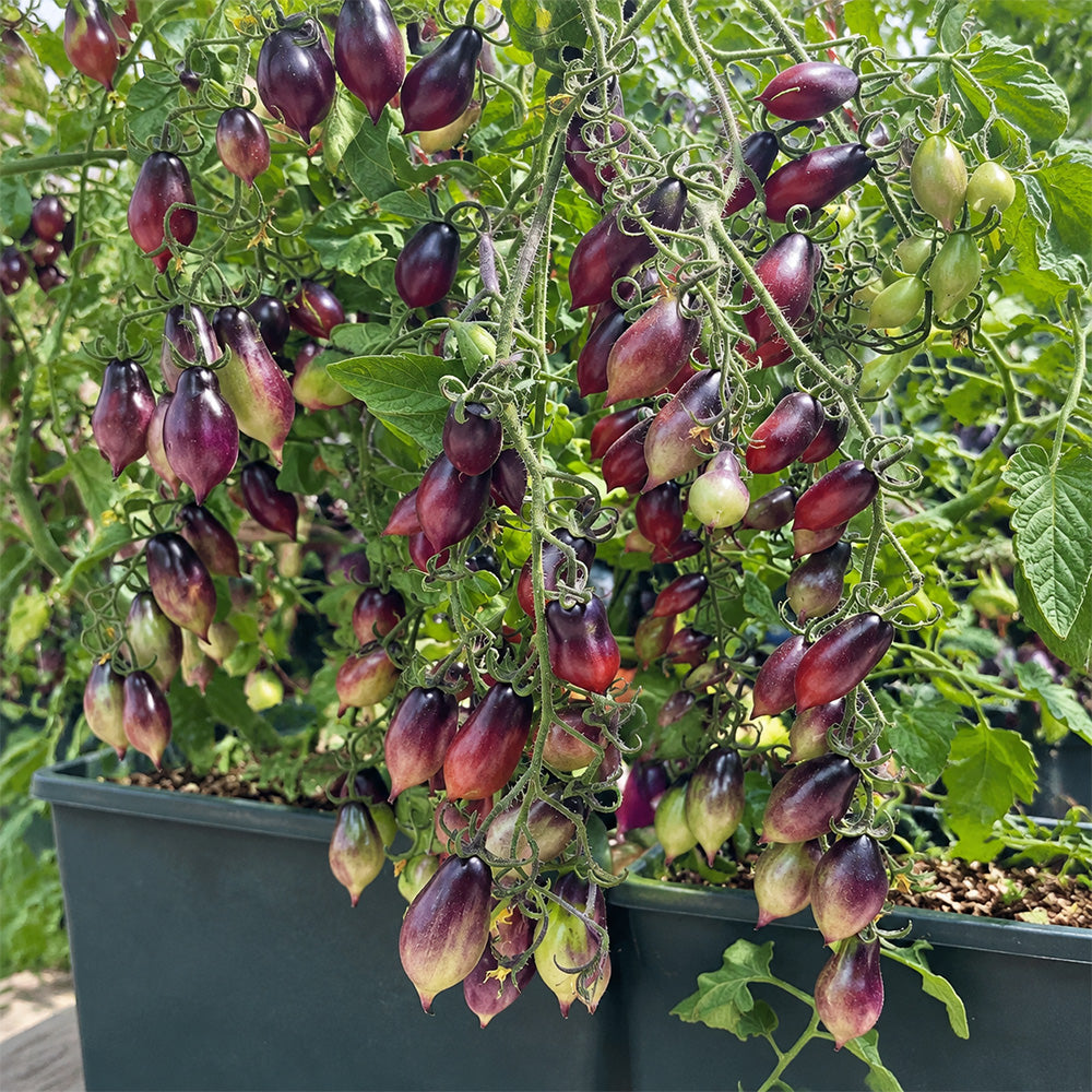 130 Kumquat Pink Opal Tomato
