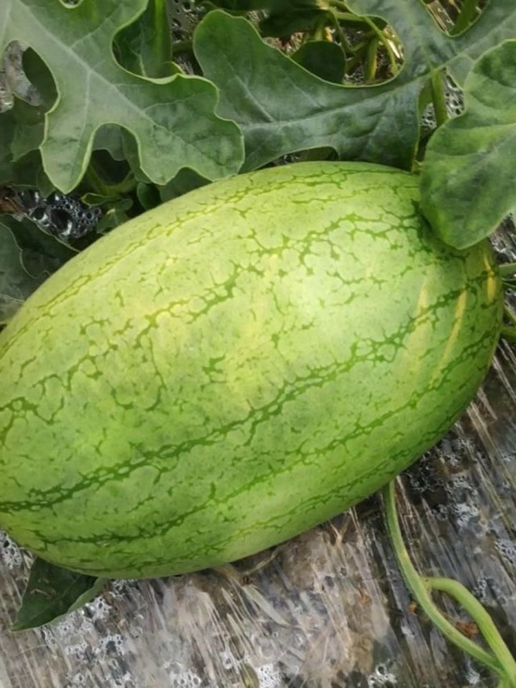 'Sweet Li' Yellow Flesh Watermelon
