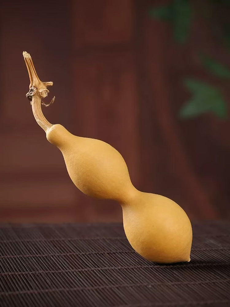 Ant Belly Gourd