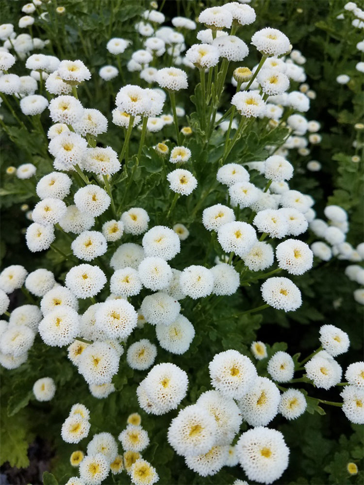 Feverfew 'Snowball'