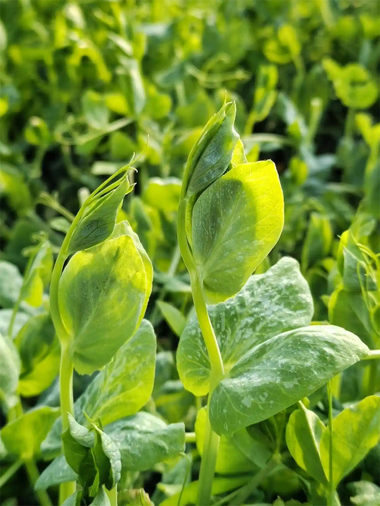 Jiemei Beardless Pea Shoots