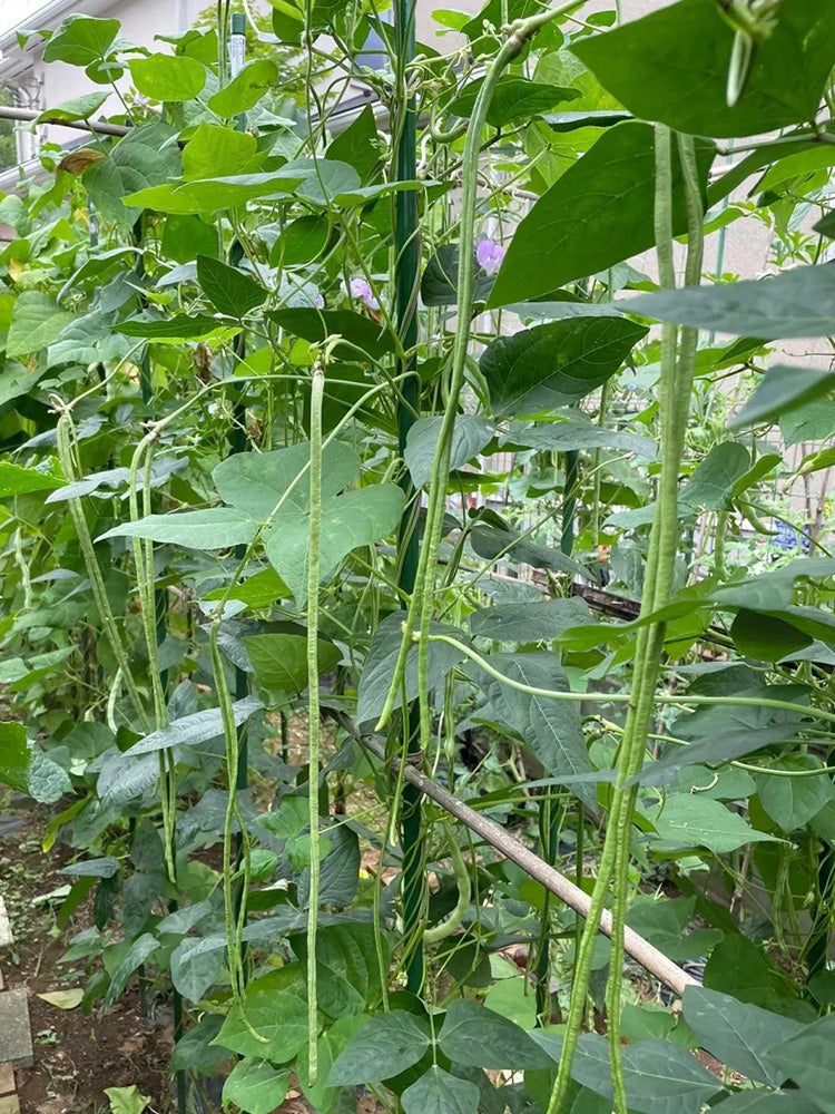 Green General Yardlong Bean