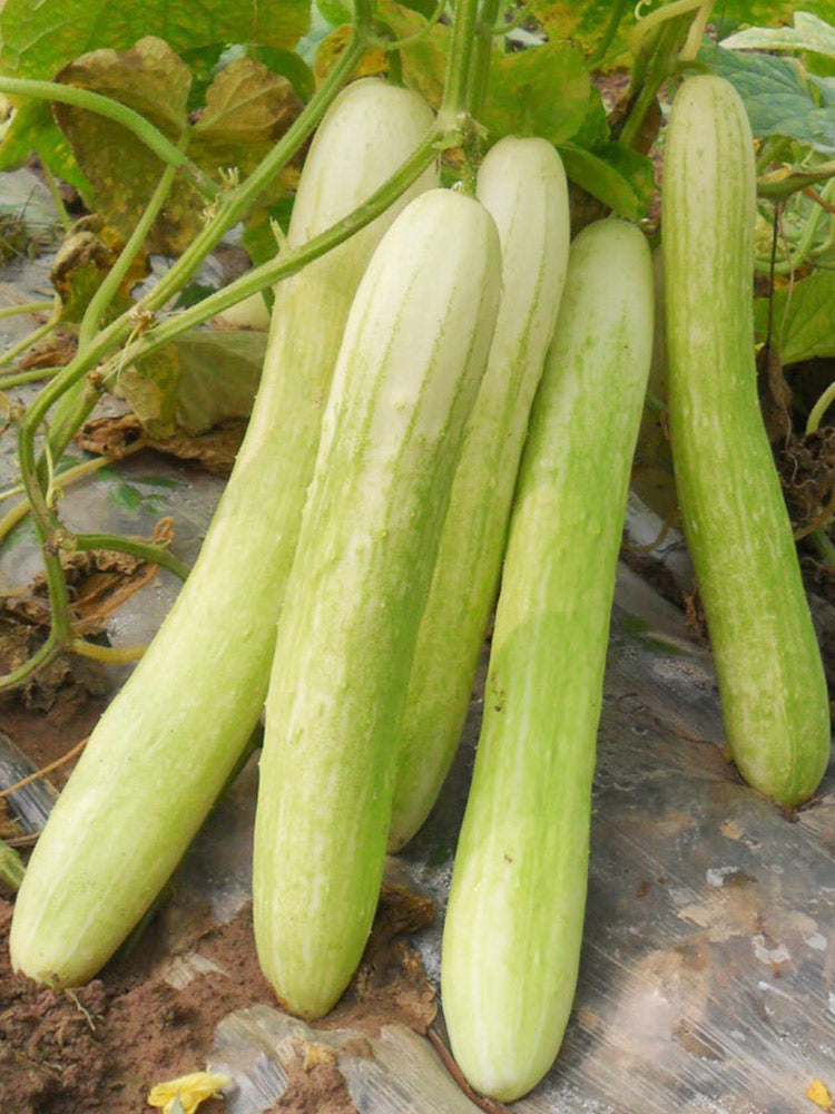 Shangli White Cucumbers