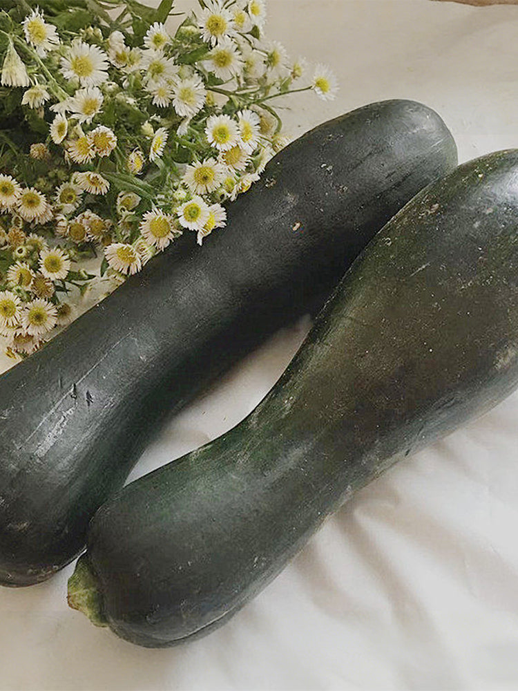Zhengqing No.1 Black-skinned Pumpkin