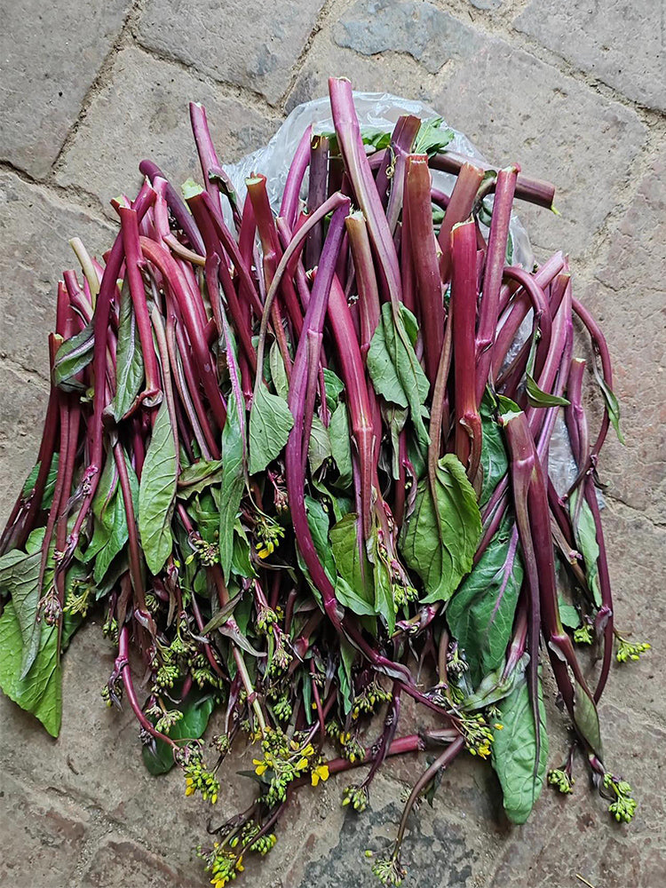 'Jiuhua' Flowering Stalk