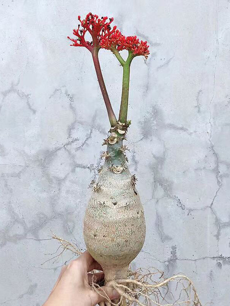 Buddha Belly Plant