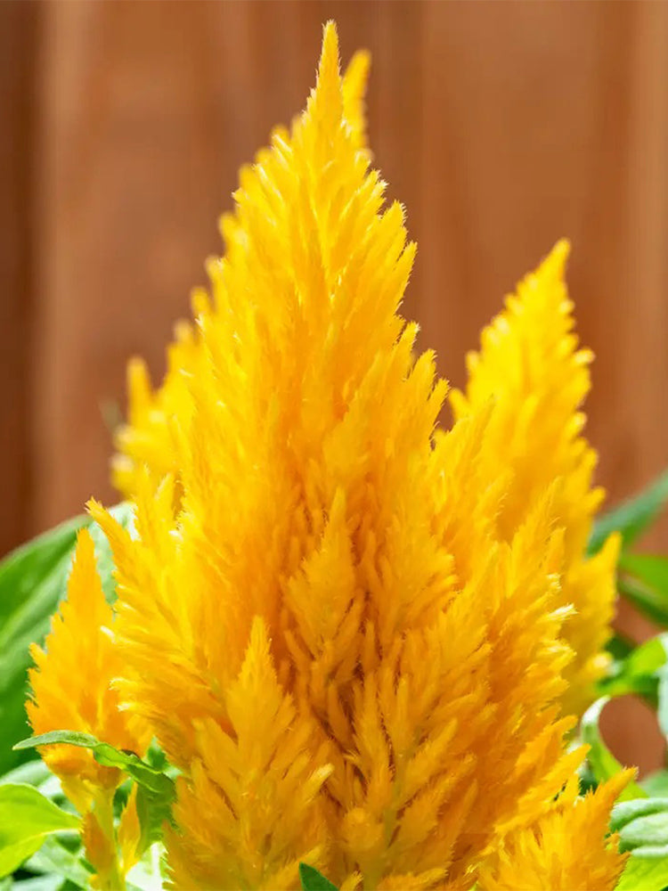 Hezhichun Yellow Feathered Cockscomb