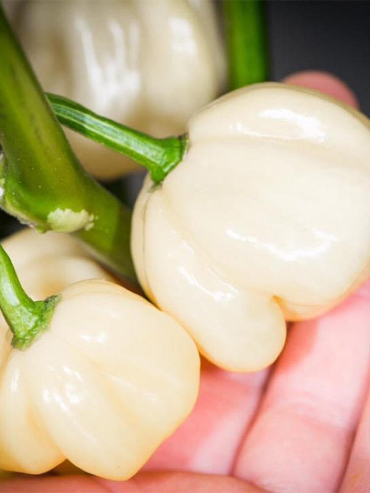 White Habanero Pepper