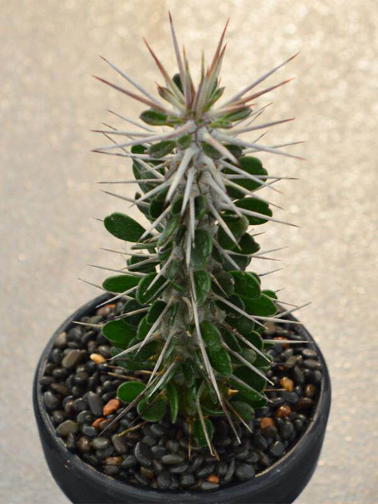 Alluaudia montagnacii