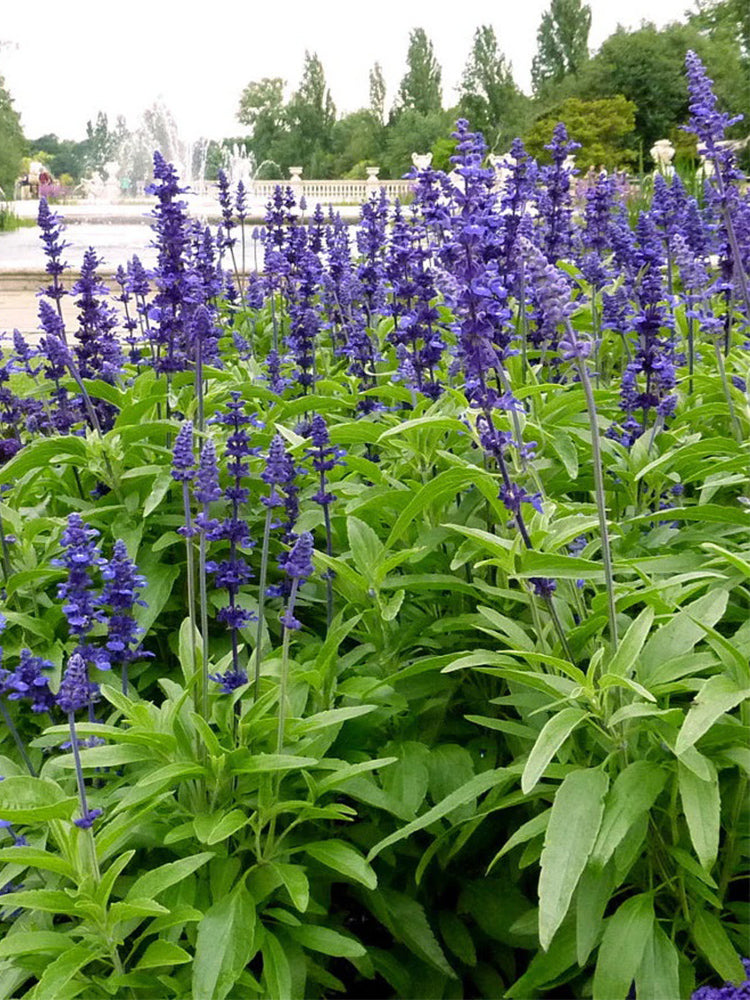 Hezhichun Blue Sage