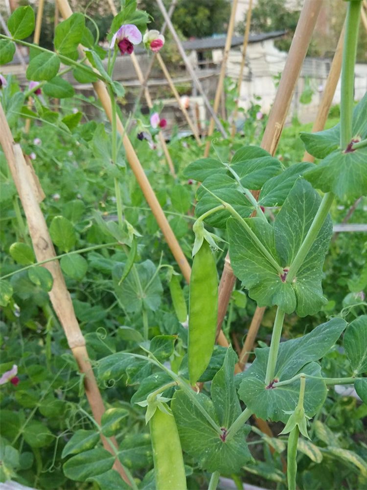 'Improved 604' Snow Pea