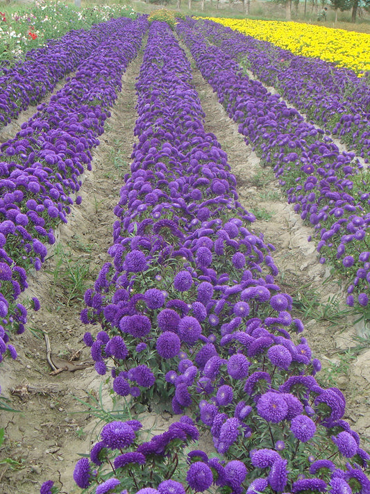 'Maiden Series' Blue China Aster