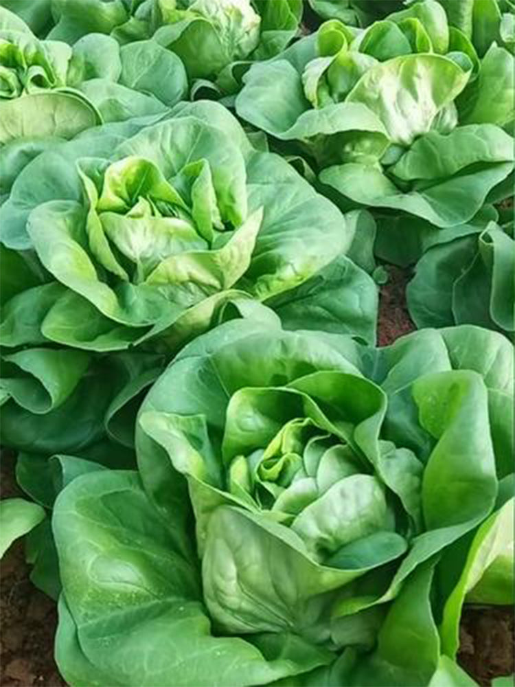 Silken Butter Lettuce (Lactuca sativa)