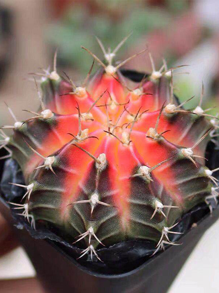 Gymnocalycium mihanovichii 'Red Variegata'