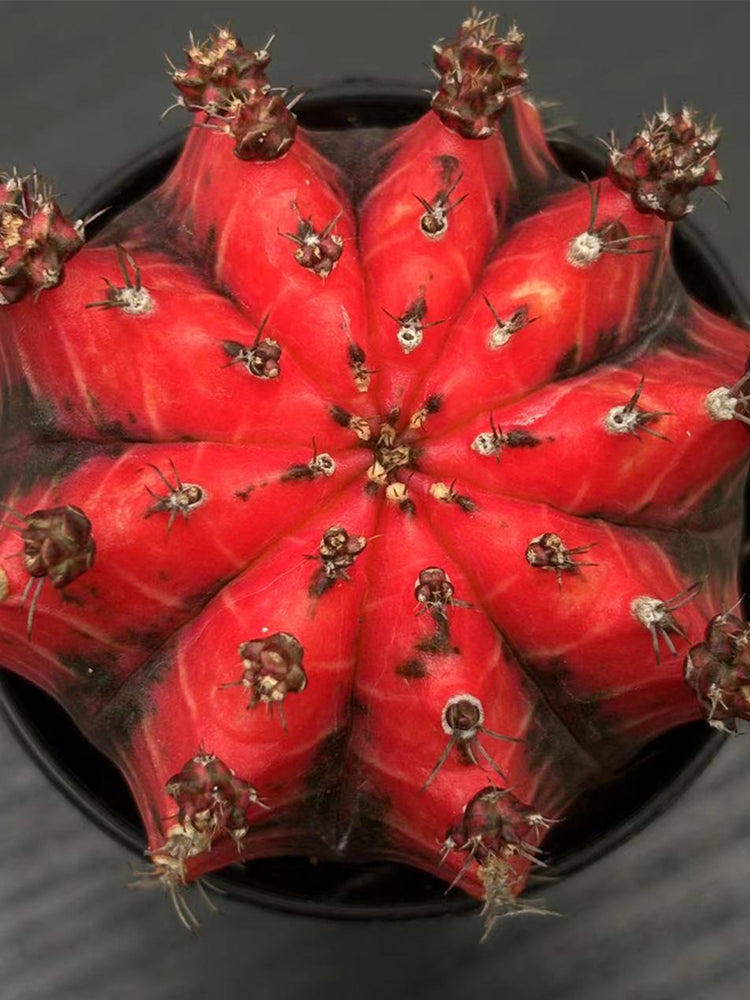 'Oil-Painted Peony' Red Live Cactus