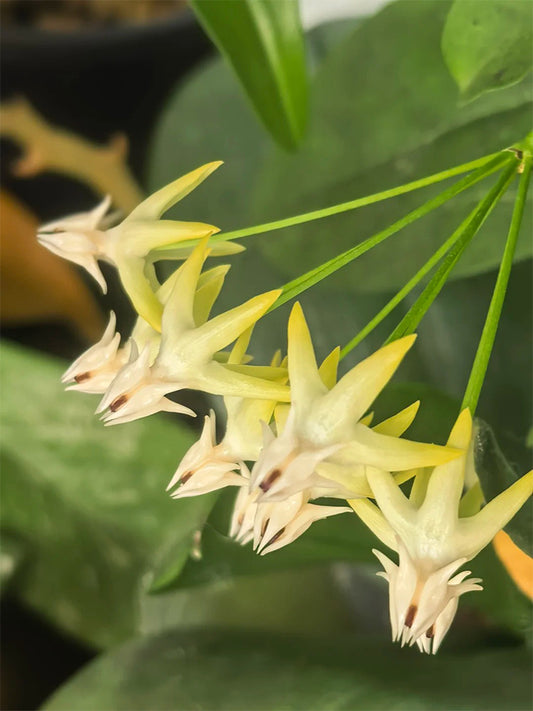 Hoya multiflora Unrooted Stem Cuttings