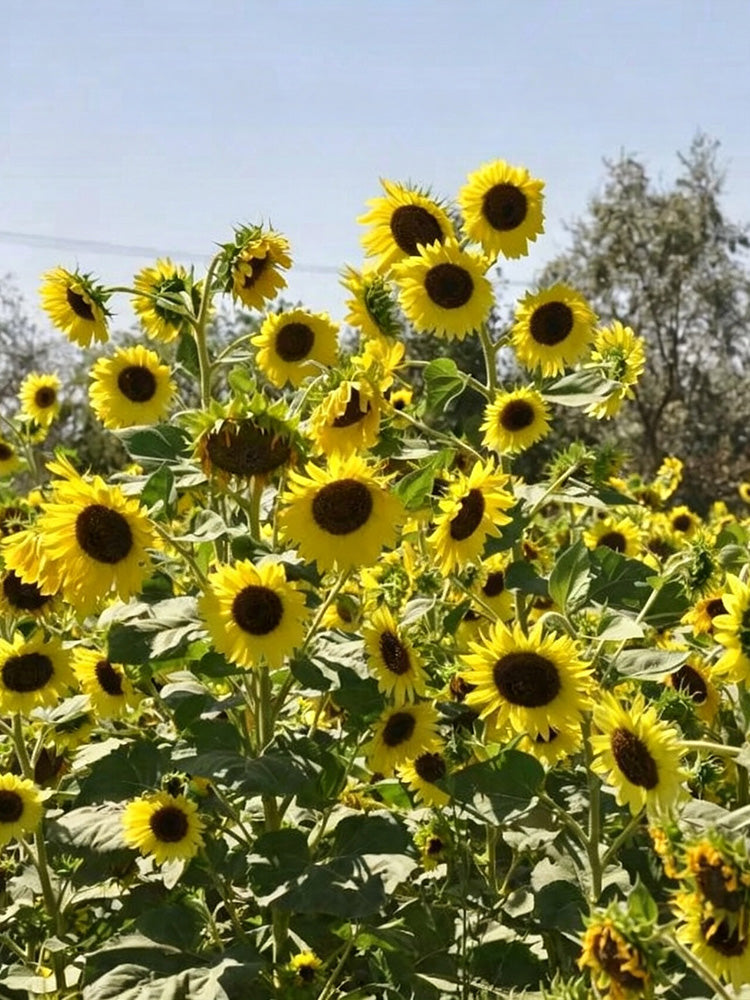 Lemon Yellow Sunflower