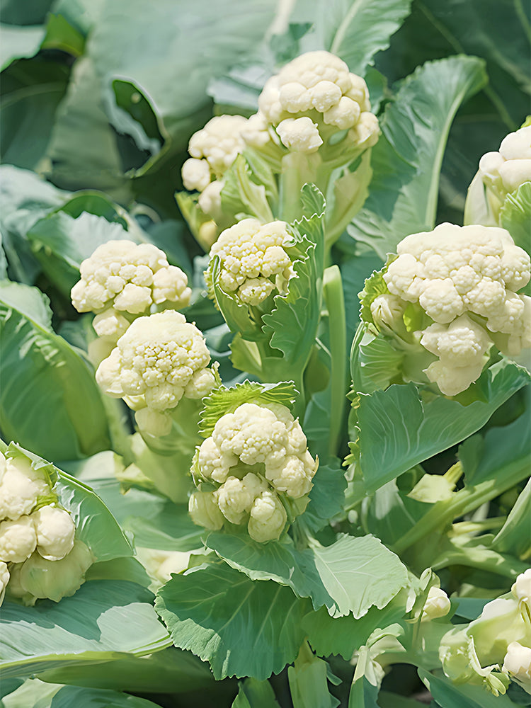 Sweet & Crisp Sprouting Cauliflower No.1 Hybrid