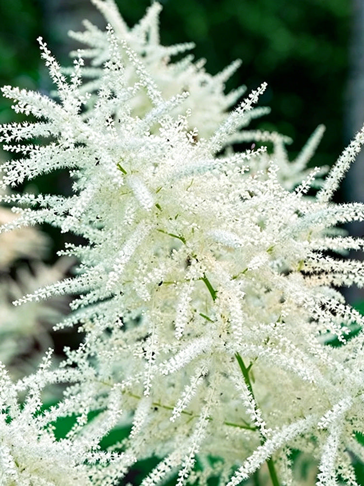 Goat's Beard