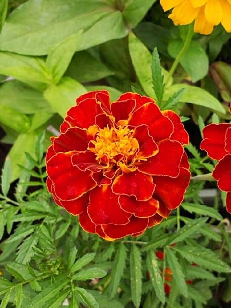 Red Double French Marigold