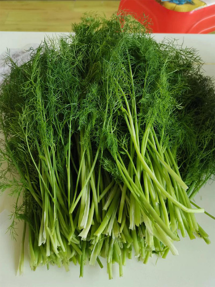 Multi-Harvest Fennel