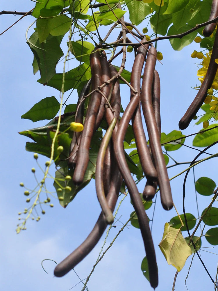 Golden Shower Tree