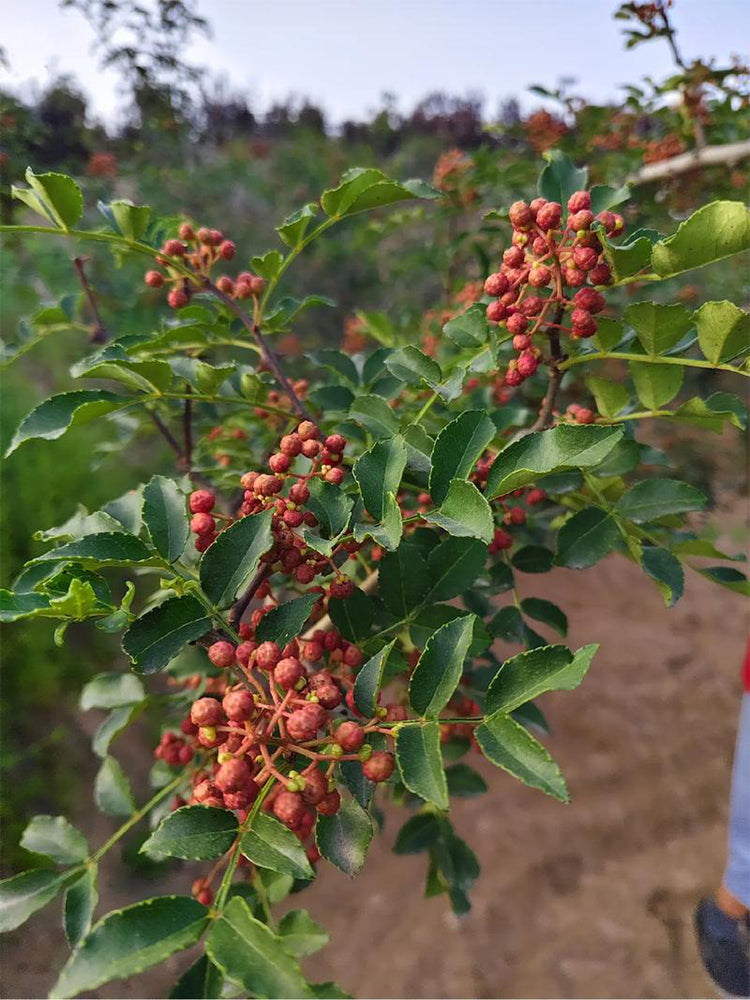 Dahongpao Sichuan Peppercorn