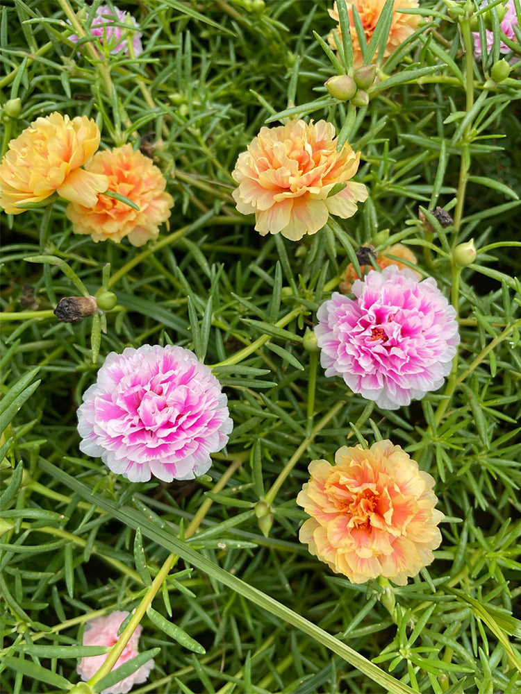 Hezhichun Mixed Double Portulaca
