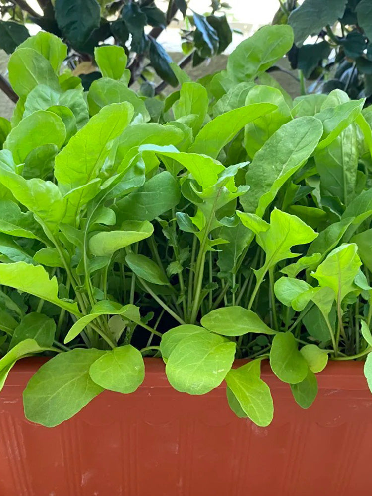 Large Leaf Arugula