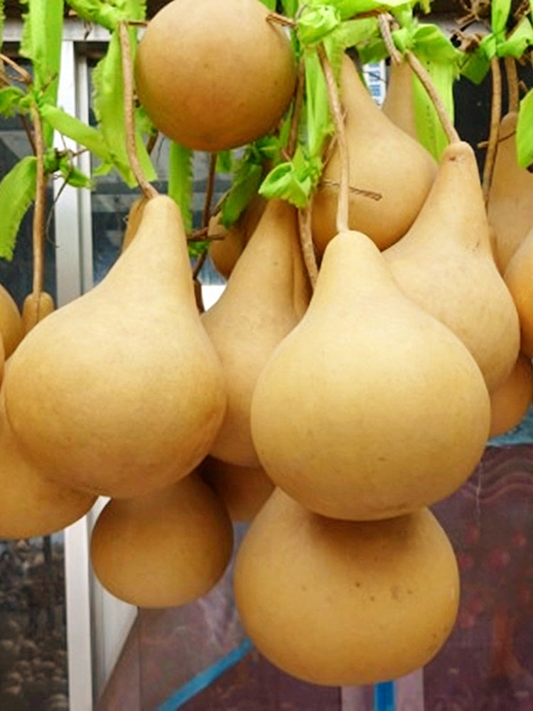 Dipper Gourd