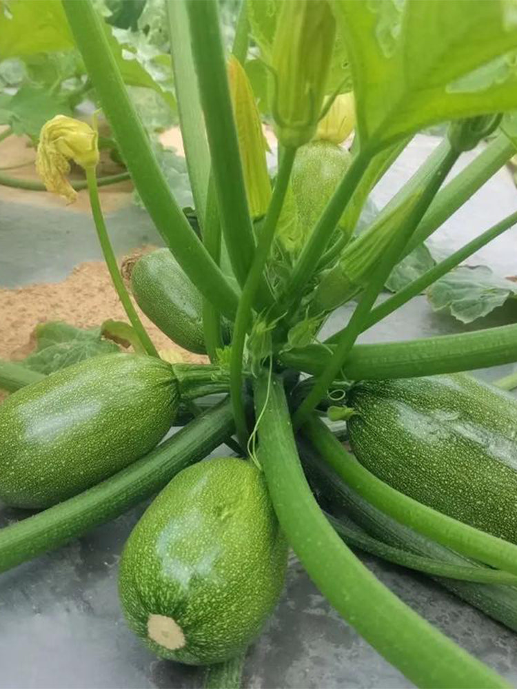 Bush Zucchini