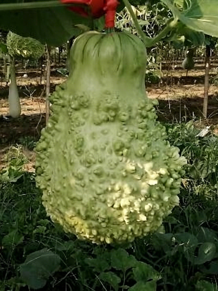 Knobbly Flower Head Gourd