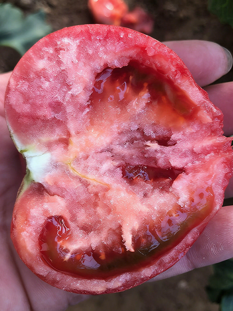 Super Sweet Pink Beauty Tomato