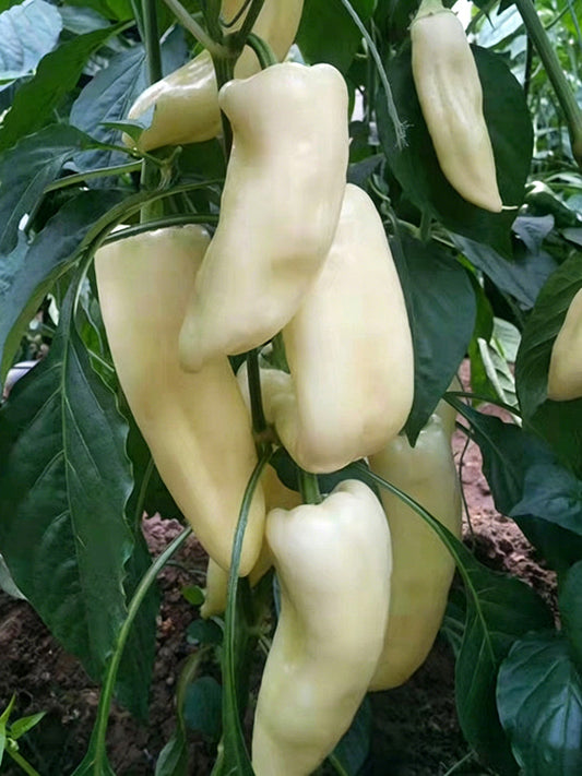 Specialty White Chili Pepper
